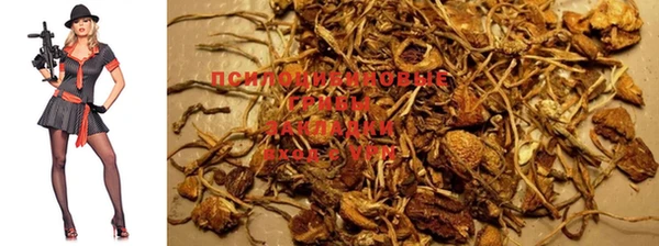 прущие грибы Алексеевка